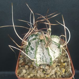 Astrophytum capricorne