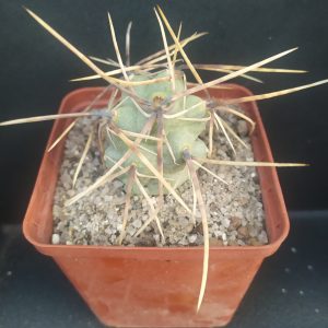 Tephrocactus alexanderi