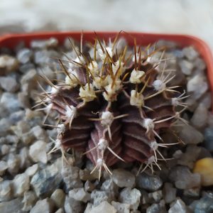 Gymnocalycium friedrichii