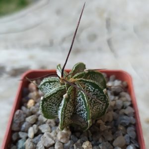 Astrophytum capricorne, blak spine