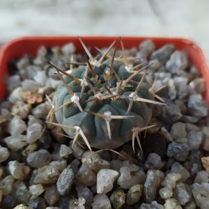 Gymnocalycium triacantum