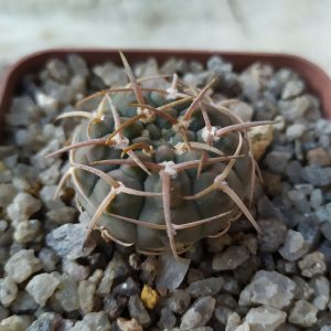 Gymnocalycium triacantum