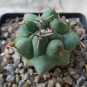 Thelocactus hexaedrophorus