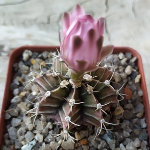Gymnocalycium friedrichii