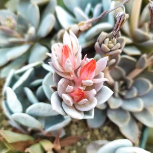 Echeveria glauca