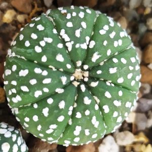 Astrophytum asterias ‘Super Kabuto’