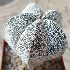 Astrophytum myriostigma onzuka
