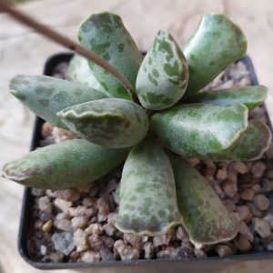 Adromischus cooperii