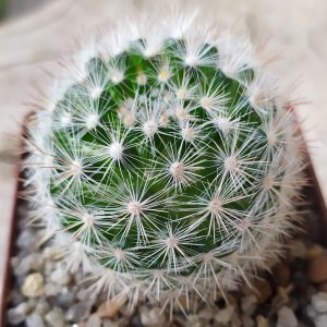 Mammillaria candida MG 589, SB280