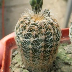 gymnocalycium form VS-0160 Piltz