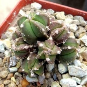 astrophytum hakuun monstrosa сеянец!!!