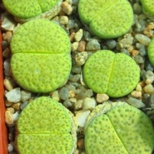 lithops fulviceps aurea
