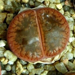 lithops aucampiae