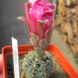 gymnocalycium baldianum
