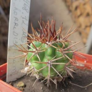 468.12 gymnocalicium horidispinum
