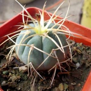 gymnocalycium cardenasianum Kohres