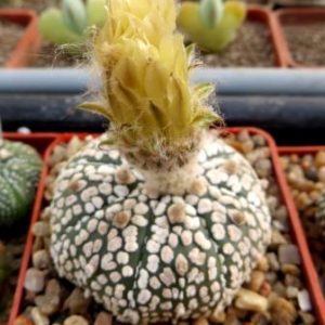 astrophytum super kabuto
