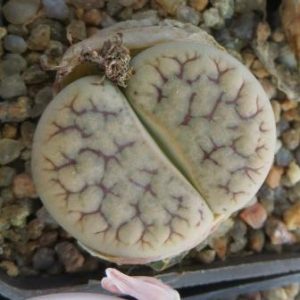 Lithops gracilidelineata subs. brandbergensis
