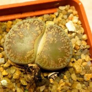 lithops lesliei hornii