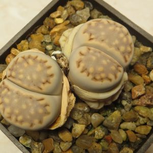 1605.34 MG lithops halii
