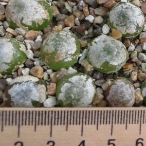 conophytum burgeri