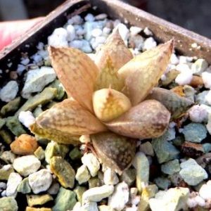 haworthia hybrid