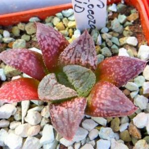 haworthia hybrid