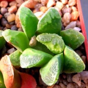 haworthia truncata  x chevagri