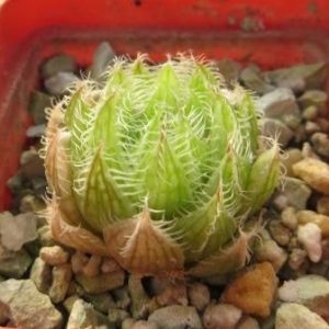 haworthia bolusii var. blackbeardiana