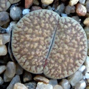 lithops verruculosa C 198 ЮАР