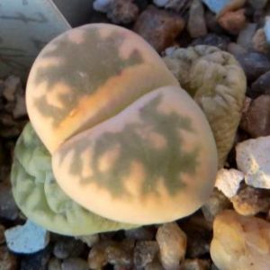 1625.7 MG lithops karasmontana bella C 285