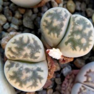 1625.7 MG lithops karasmontana bella C 285