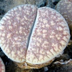 lithops verruculosa