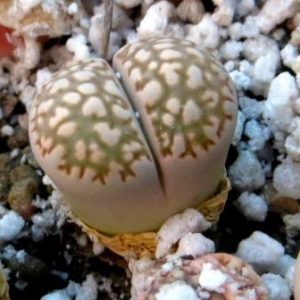 lithops salicola reticulata