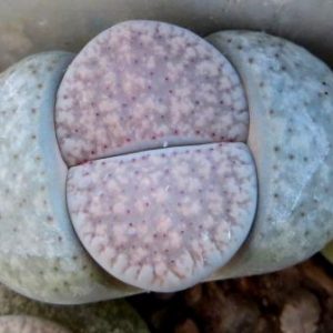 lithops verruculosa glabra C 172