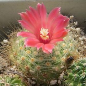 parodia penicillata nivosa рожева квітка