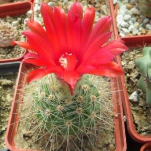parodia penicillata nivosa червона квітка