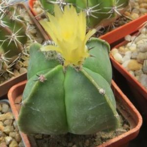 astrophytum quadricostatum nudum kikko
