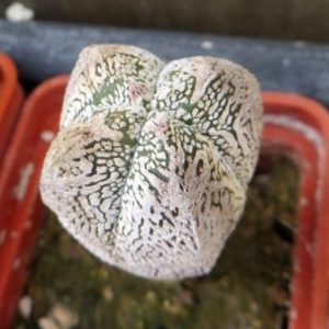 astrophytum onzuka v type Tay