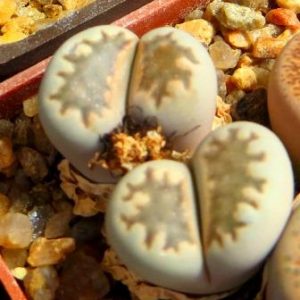 lithops salicola