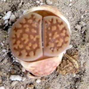 1608.7 MG lithops hallii ochracea