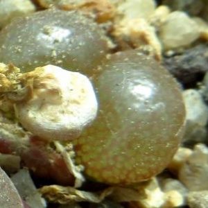 Conophytum praesectum