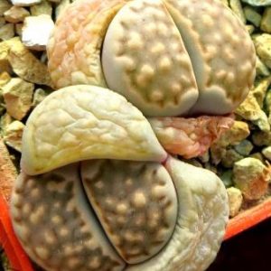 1596.9 MG lithops halii Klipunt