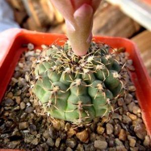 gymnocalycium species