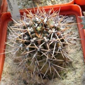 gymnocalycium gibbosum p 095
