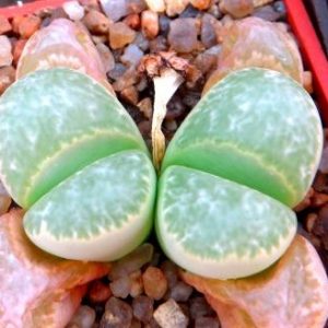 lithops helmutii