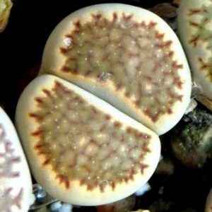 lithops salicola reticulata