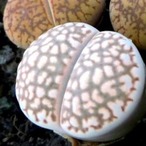 lithops salicola reticulata