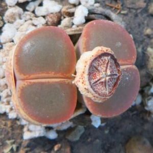 lithops lesliei