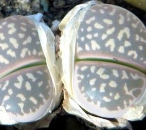 lithops olivacea c 109